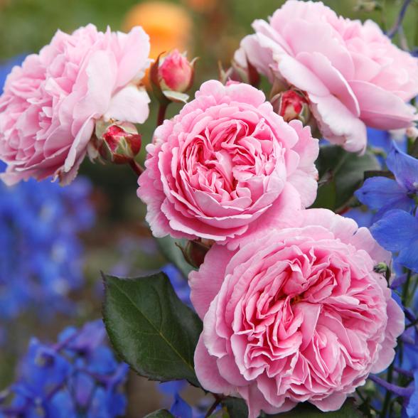 Parfuma Rose Marie Henriette - 114084400000 - 2 - 588px