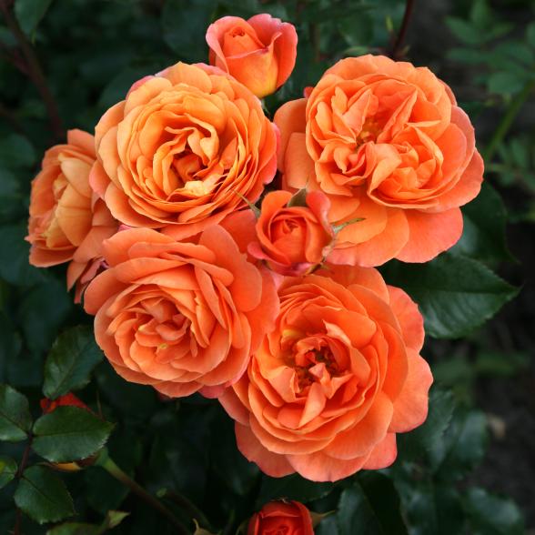 Beetrose Phoenix - 114084600000 - 2 - 588px