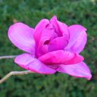 Magnolienstamm 60cm - 113984600000 - 2 - 140px