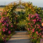 Kletterrose 2er Set gelb/rot - 113994200000 - 2 - 140px