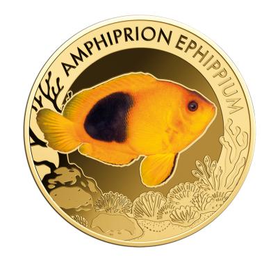 10er Set "The Most Interesting Coral Fish"