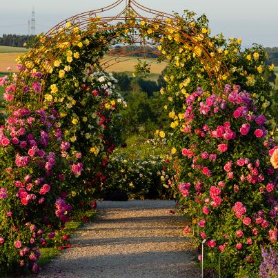 Kletterrose 2er Set gelb/rot