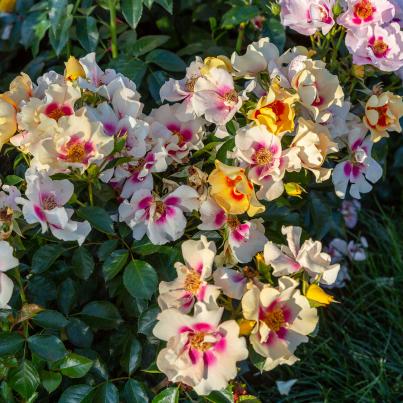 Rosen Auge des Orients 3tlg.