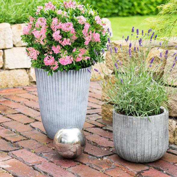 Blumenbuchs Magenta - 113984200000 - 3 - 588px