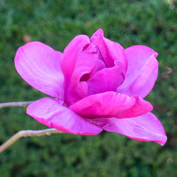 Magnolienstamm 60cm - 113984600000 - 3 - 588px