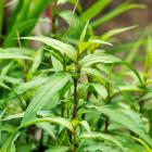 Gewürzpflanzenset BBQ 6er - 112998500000 - 3 - 140px