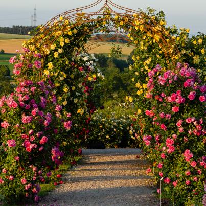 Rosen Vergessener Garten 2tlg.