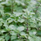 Gewürzpflanzenset BBQ 6er - 112998500000 - 4 - 140px