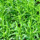 Gewürzpflanzenset BBQ 6er - 112998500000 - 6 - 140px